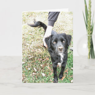 Hello Doggy Card