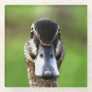 Hello Ducky Quirky Duck Portrait Glass Coaster