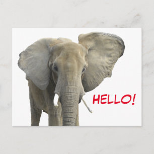 Hello Elephant Safari Animal  Postcard