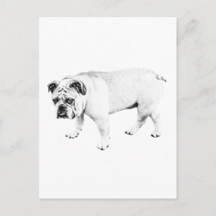 Hello Friend, Peaceful Pup Mail Postcard