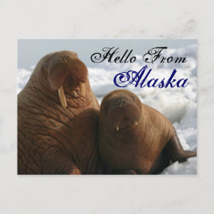 Hello From Alaska Walrus Post Card