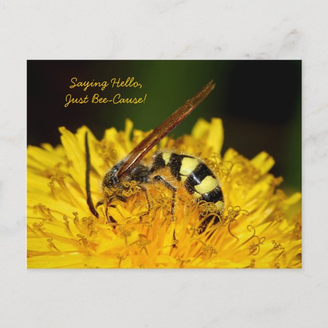 Hello From Bee On Yellow Dandelion Flower Postcard (Front)