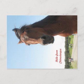 Hello from Chincoteague Postcard