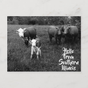 Hello From Southern Illinois Postcard w Cattle