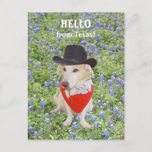 Hello from Texas! Postcard
