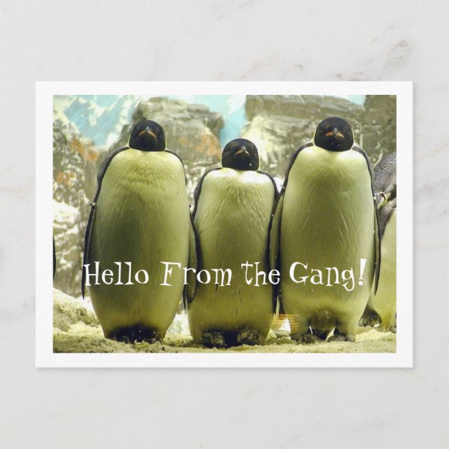 Hello From the Gang Postcard (Front)