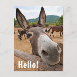Hello | Funny Donkey Farm Animal Postcard