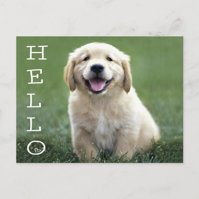 Hello Golden Retriever Puppy Dog Blank Postcard (Front)