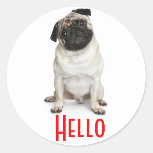 Hello Greeting Pug Puppy Dog Stickers