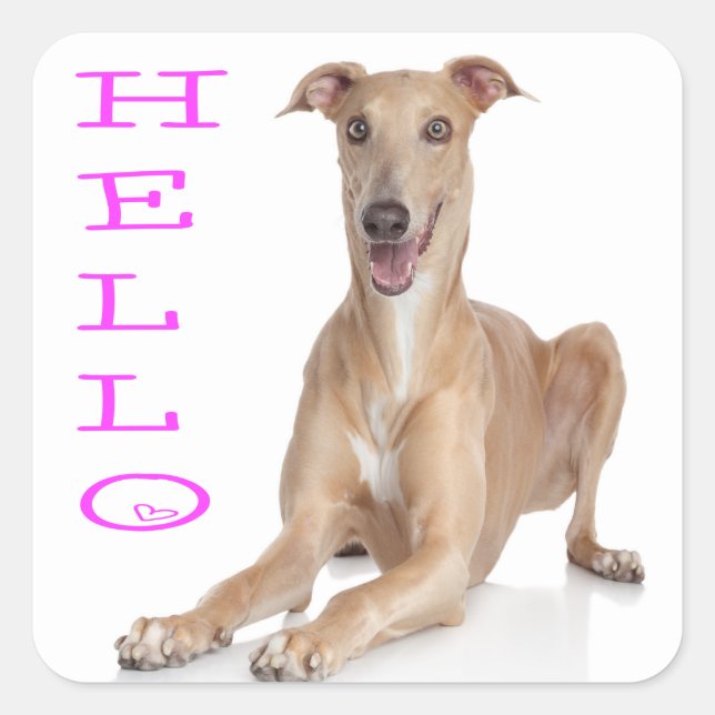 Hello Greyhound Puppy Dog Square Sticker (Front)