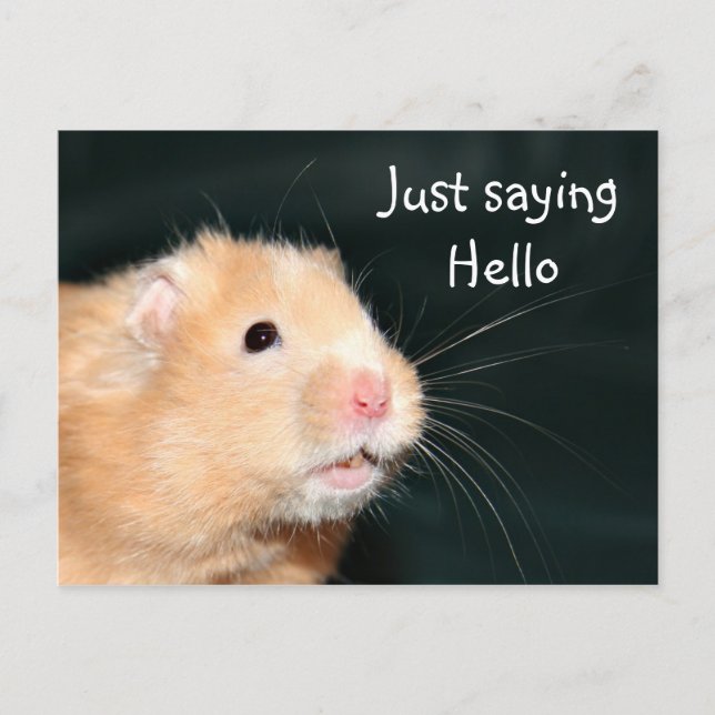 Hello hamster postcard (Front)