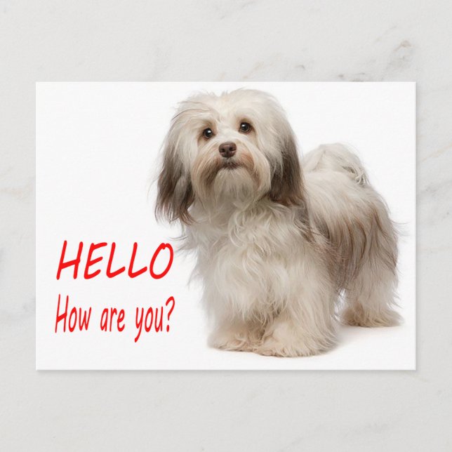 Hello Havanese Puppy Dog Postcard (Front)