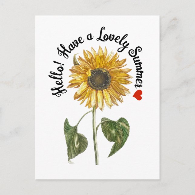 Hello! Have a Lovely Summer - Vintage Sunflower  Postcard (Front)