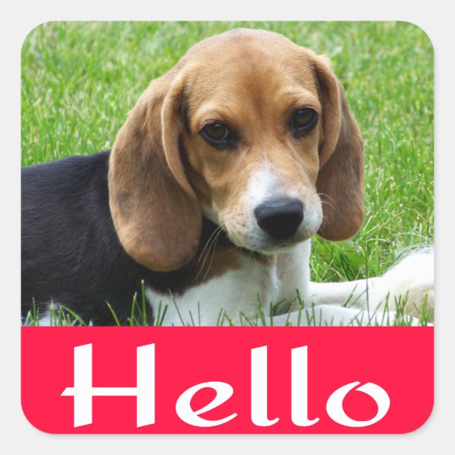 Hello / Hi Beagle Puppy Dog Red Greeting Sticker (Front)