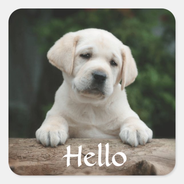 Hello / Hi  Labrador Retriever Puppy Dog Stickers (Front)