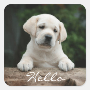 Hello / Hi  Labrador Retriever Puppy Dog Stickers