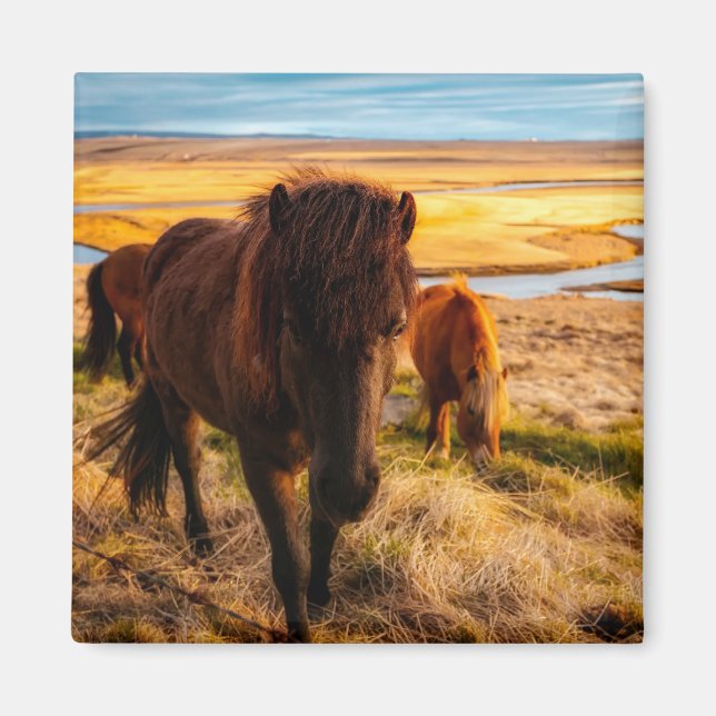 Hello Horse Magnet (Front)