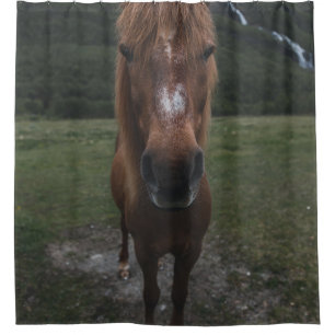 HELLO I AM A HORSE