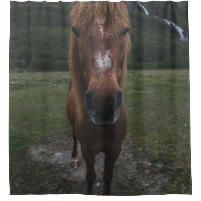 HELLO I AM A HORSE (Front)