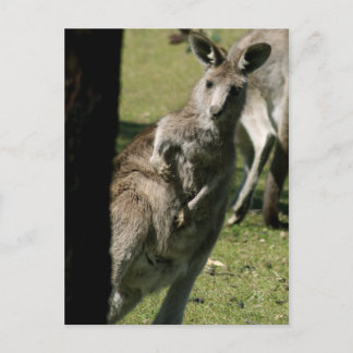 Hello Kanga Postcard