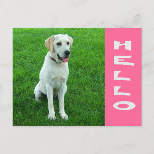 Hello Labrador Retriever Puppy Dog Pink Postcard