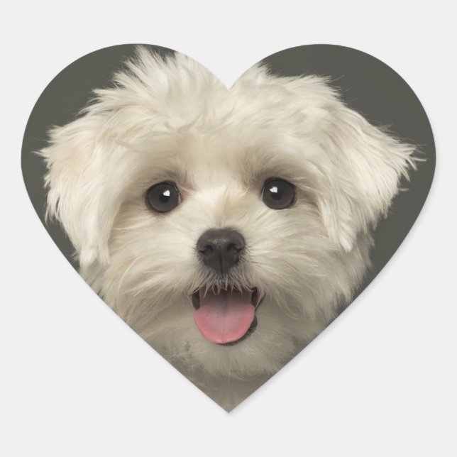 Hello Maltese Puppy Dog Stickers / Seals (Front)