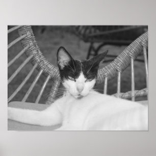 Hello, Meow... Poster