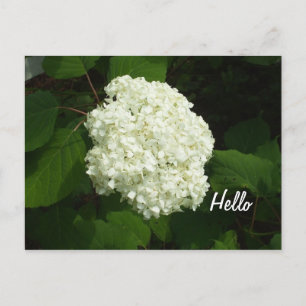 Hello-One Big Snowball Hydrangeas Flower Postcard