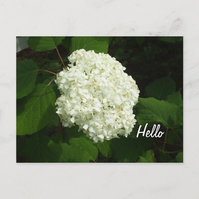 Hello-One Big Snowball Hydrangeas Flower Postcard (Front)