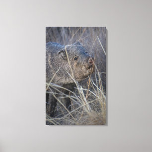 hello piggy canvas print