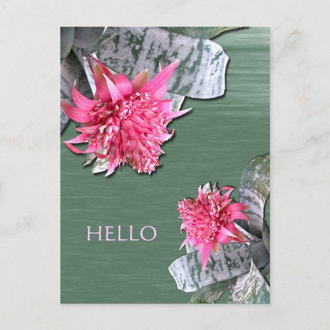 Hello Pink Flowered Bromeliad Postcard (Front)