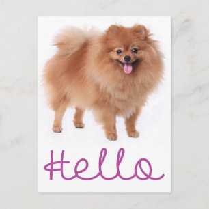 Hello Pomeranian Puppy Dog Blank Post Card