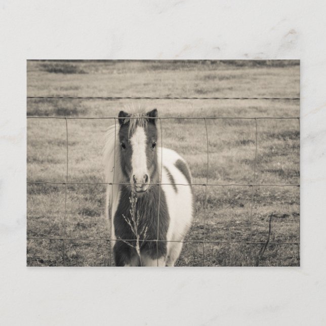 Hello Postcard (Front)