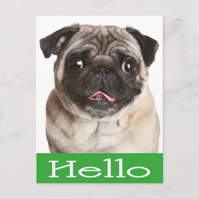 Hello Pug Puppy Dog Greeting Postcard (Front)