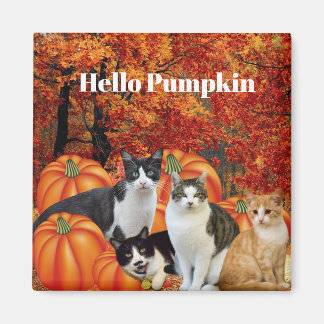 Hello Pumpkin Fall Season Cats in Pumpkin Patch Magnet