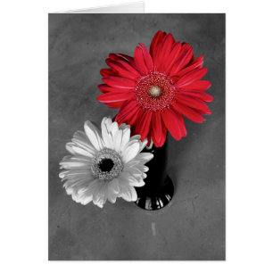 Hello Red Color Splash Gerber Daisy Photo
