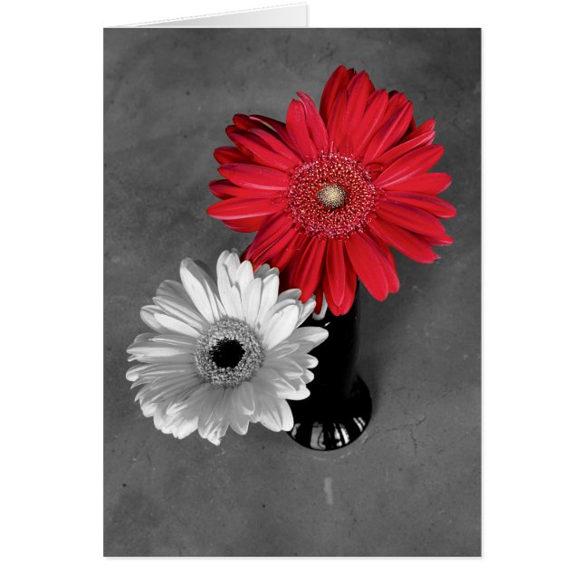 Hello Red Color Splash Gerber Daisy Photo (Devant)