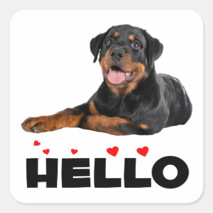 Hello Rottie Puppy Dog Cute Rottweiler Square Sticker