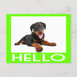 Hello Rottweiler Puppy Dog Greeting Postcard