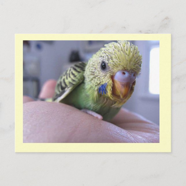 Hello Rufus Postcard (Front)