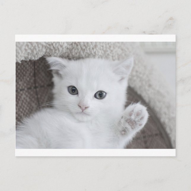 "Hello!" says this sweet and cute white baby Kitty Postcard (Front)