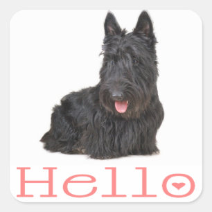 Hello Scottish Terrier  Puppy Dog  Sticker / Label