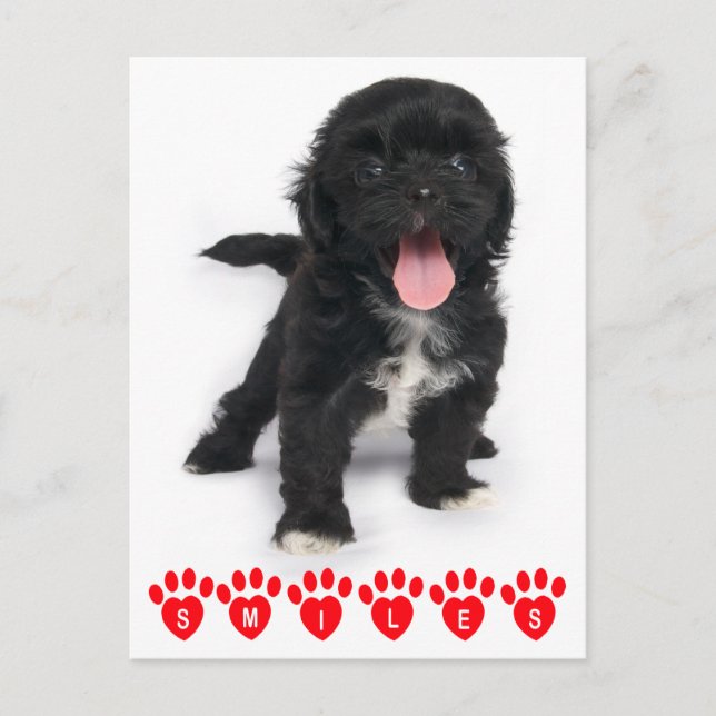 Hello Smiles Shih Tzu Black And White Puppy Dog Postcard (Front)