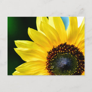 Hello Sunshine Sunflower Postcard