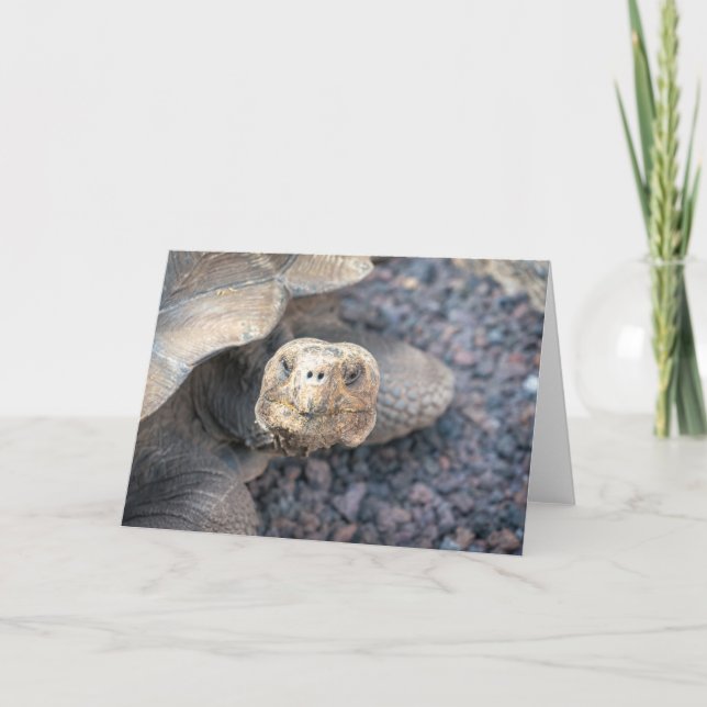 Hello There-Giant Tortoise Card (Front)