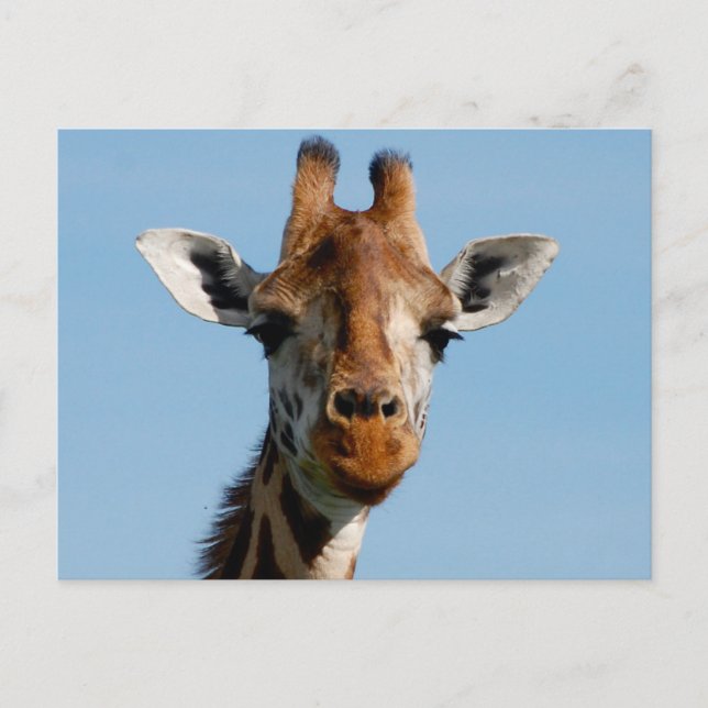 Hello There Postcard (Front)