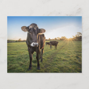 Hello there said the cow postcard