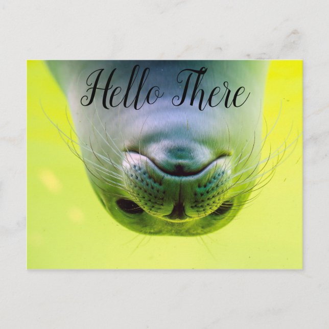 Hello There Seal Postcard (Front)