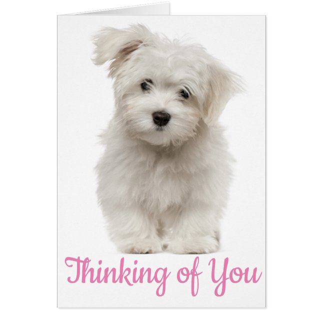 Hello White Maltese Puppy Dog Thinking Of You (Front)