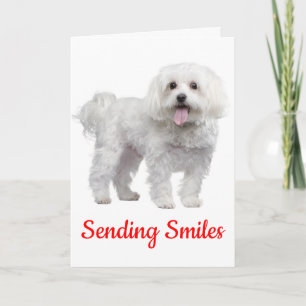 Hello White Maltese Puppy Dog Thinking Of You Card